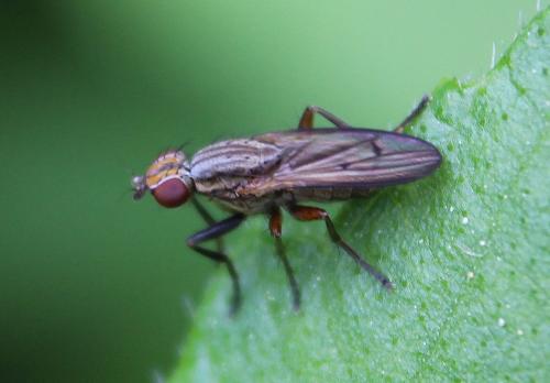 Pherbellia cinerella
